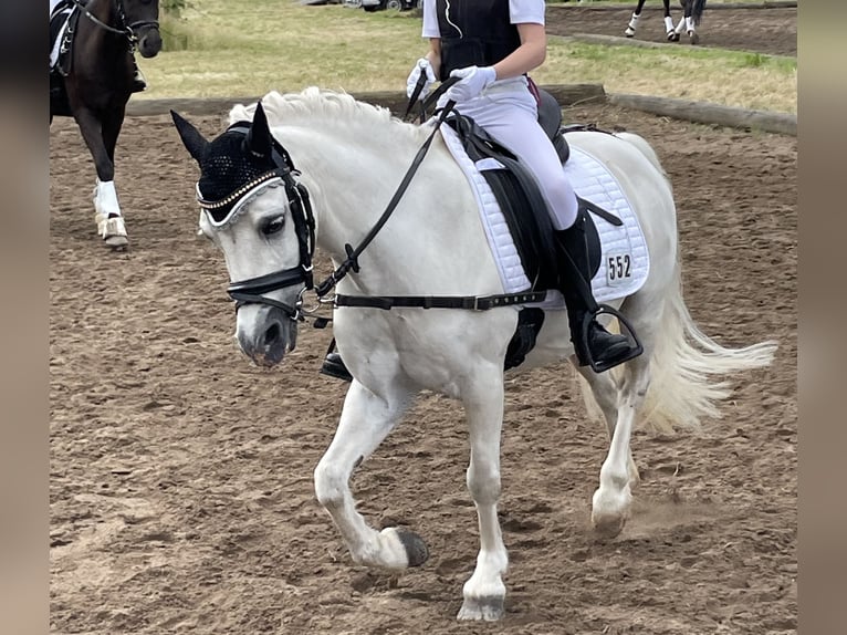 Welsh-A Wallach 17 Jahre 122 cm White in Olfen