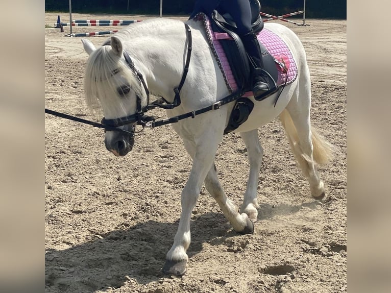Welsh-A Wallach 17 Jahre 122 cm White in Olfen
