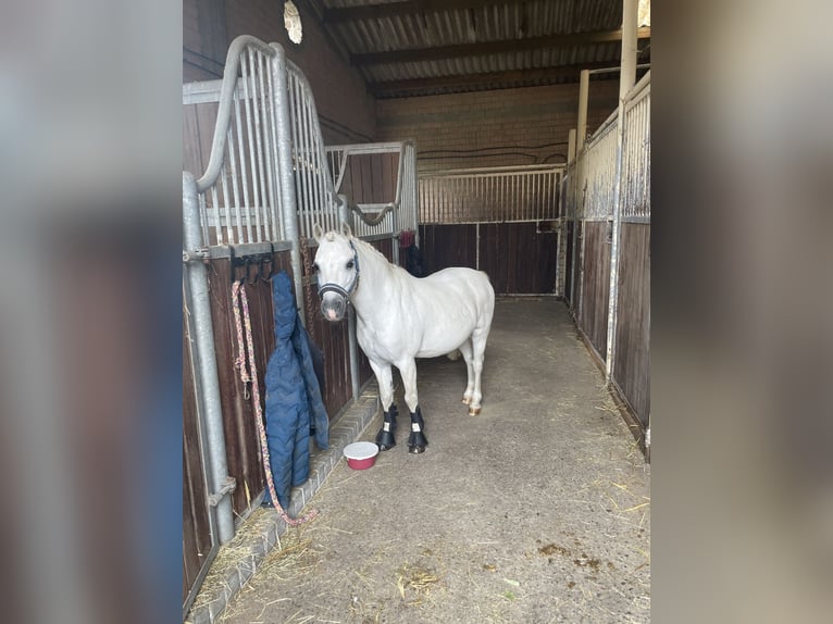 Welsh-A Wallach 17 Jahre 122 cm White in Olfen