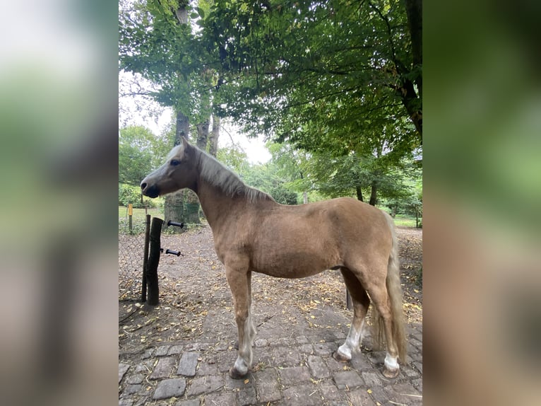 Welsh-A Wallach 17 Jahre 125 cm Palomino in Hamburg