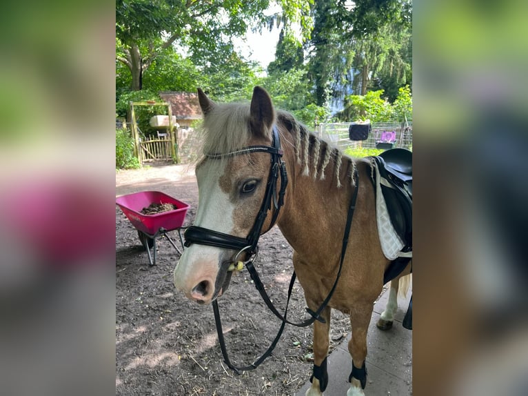 Welsh-A Wallach 17 Jahre 125 cm Palomino in Hamburg