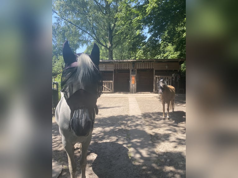Welsh-A Wallach 17 Jahre 125 cm Palomino in Hamburg