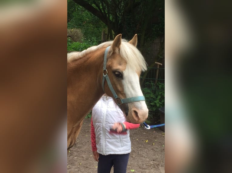 Welsh-A Wallach 17 Jahre 125 cm Palomino in Hamburg