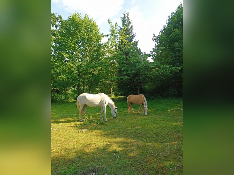 Welsh-A Wallach 17 Jahre 125 cm Palomino in Hamburg