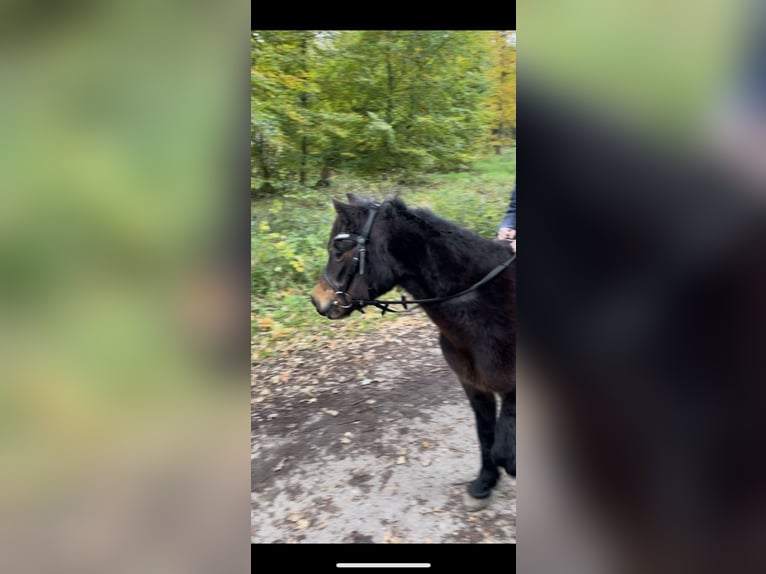 Welsh-A Wallach 17 Jahre 125 cm Rappe in Norderstedt