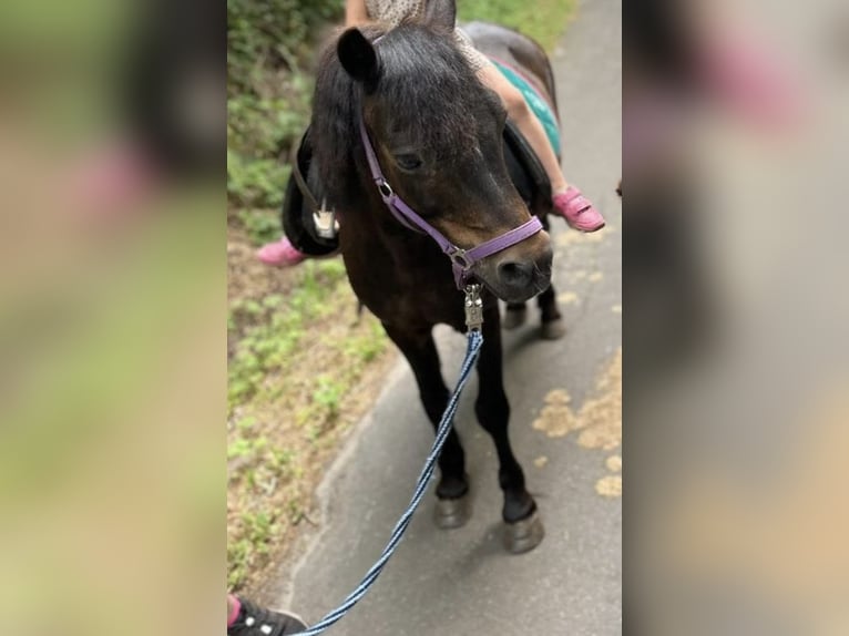 Welsh-A Wallach 17 Jahre 125 cm Rappe in Norderstedt