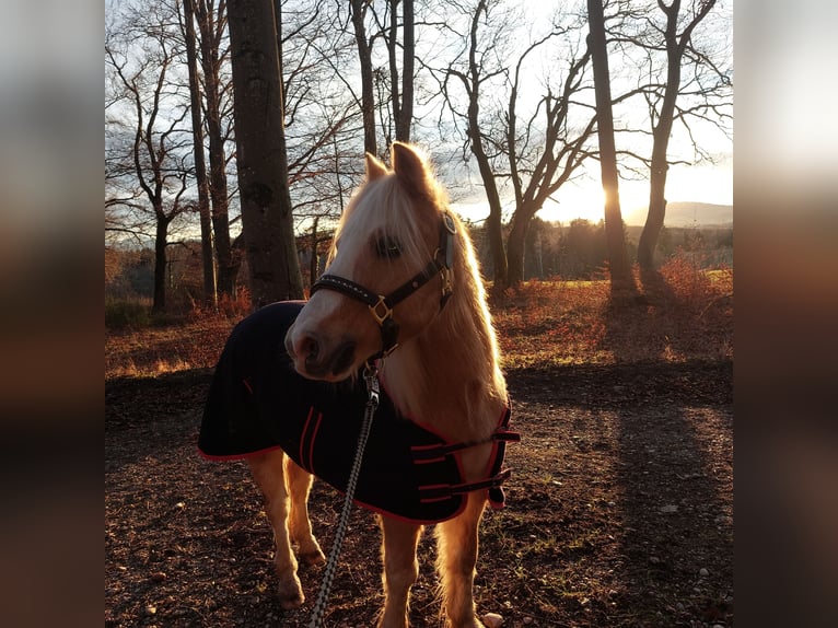 Welsh-A Wallach 17 Jahre 128 cm Palomino in Wielenbach