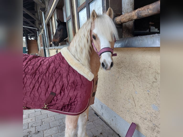 Welsh-A Wallach 17 Jahre 128 cm Palomino in Wielenbach