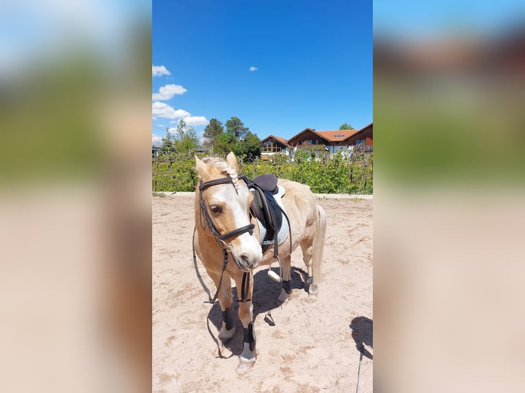 Welsh-A Wallach 17 Jahre 128 cm Palomino in Wielenbach
