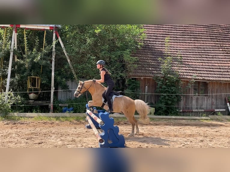 Welsh-A Wallach 17 Jahre 128 cm Palomino in Wielenbach