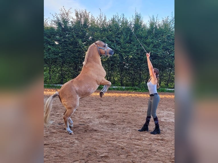 Welsh-A Wallach 17 Jahre 128 cm Palomino in Wielenbach