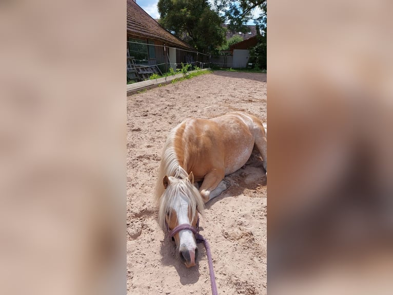 Welsh-A Wallach 17 Jahre 128 cm Palomino in Wielenbach