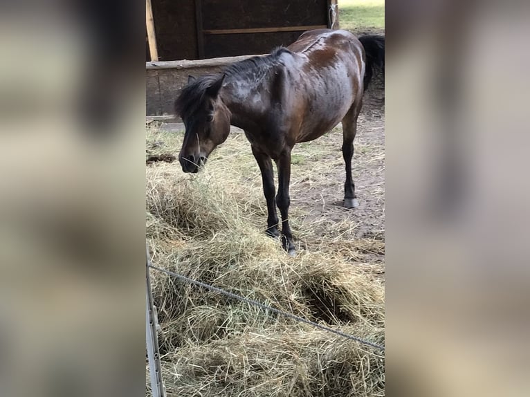 Welsh-A Wallach 18 Jahre 119 cm Rappe in Norderstedt