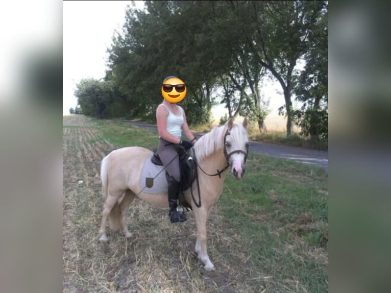 Welsh-A Wallach 18 Jahre 120 cm Palomino in Wei&#xDF;enfels