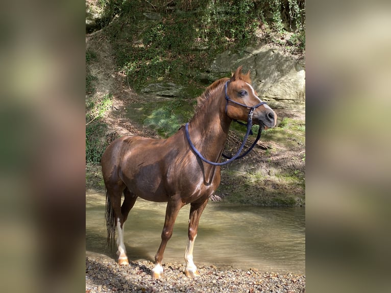 Welsh-A Wallach 18 Jahre 124 cm Dunkelfuchs in Singen