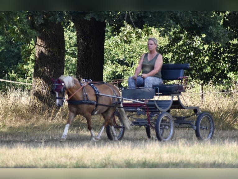 Welsh-A Wallach 18 Jahre 125 cm Fuchs in Bad Oldesloe