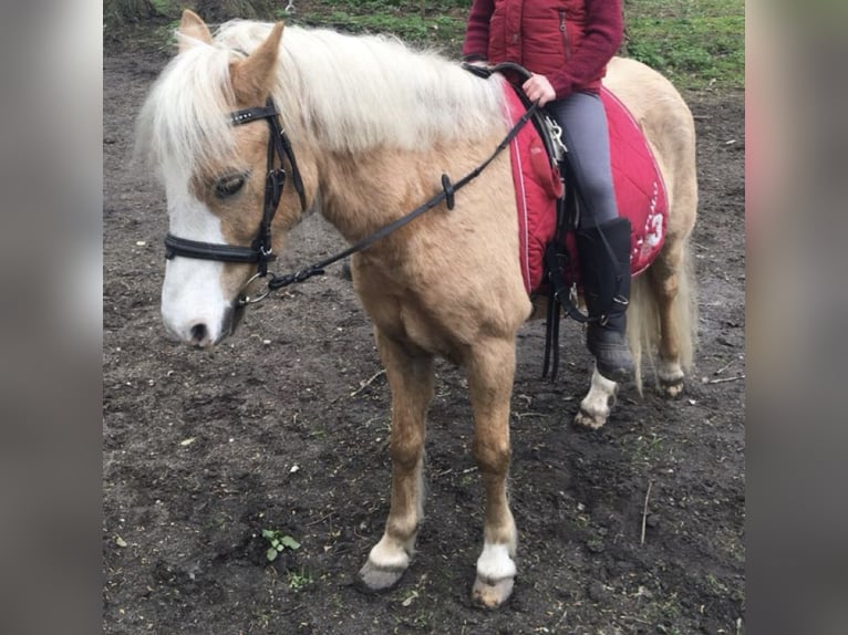 Welsh-A Wallach 18 Jahre 125 cm Palomino in Hamburg