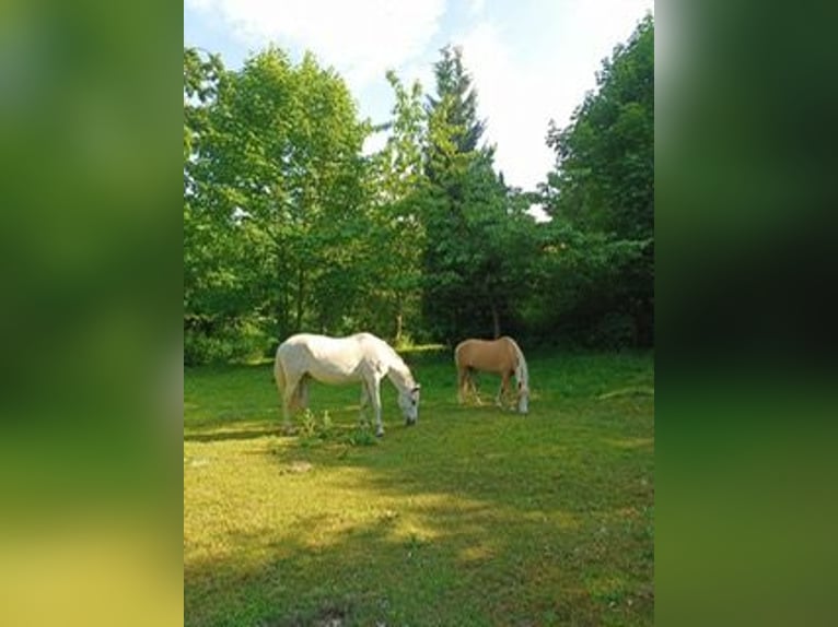 Welsh-A Wallach 18 Jahre 125 cm Palomino in Hamburg