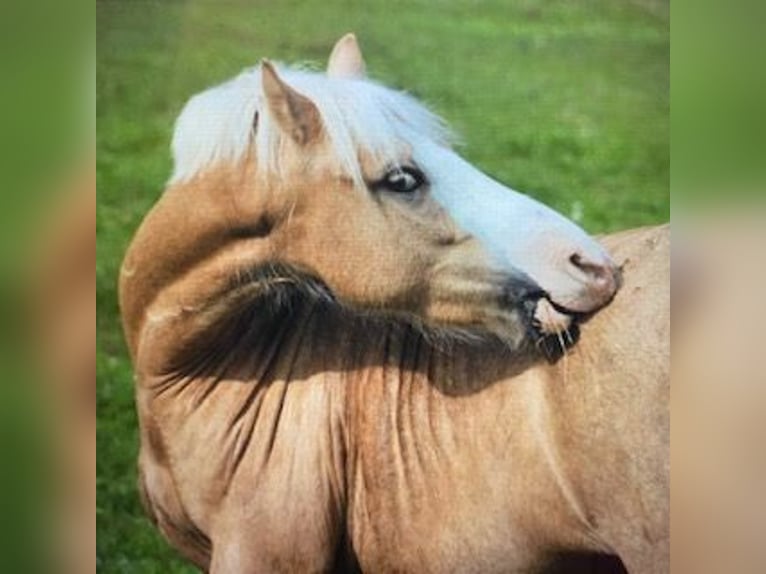 Welsh-A Wallach 18 Jahre 125 cm Palomino in Hamburg