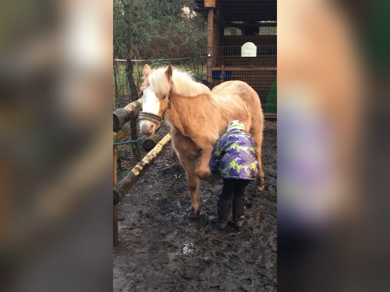 Welsh-A Wallach 18 Jahre 125 cm Palomino in Hamburg