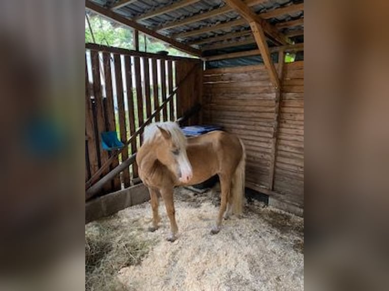 Welsh-A Wallach 18 Jahre 125 cm Palomino in Hamburg