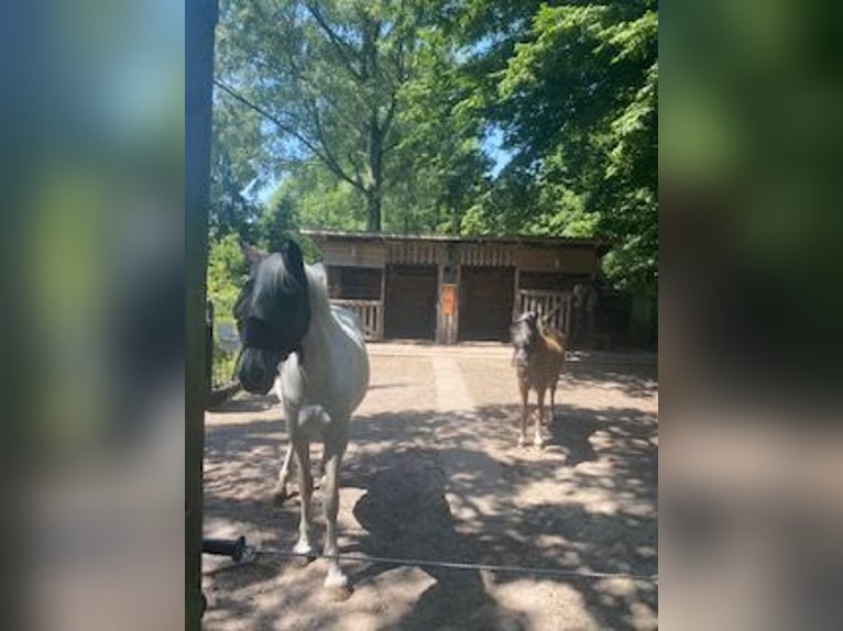 Welsh-A Wallach 18 Jahre 125 cm Palomino in Hamburg