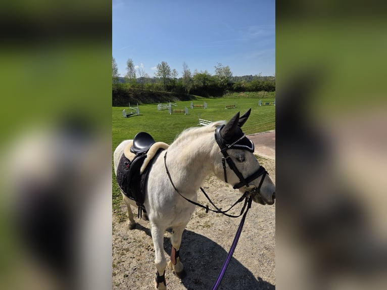 Welsh-A Wallach 18 Jahre 125 cm Schimmel in Basadingen