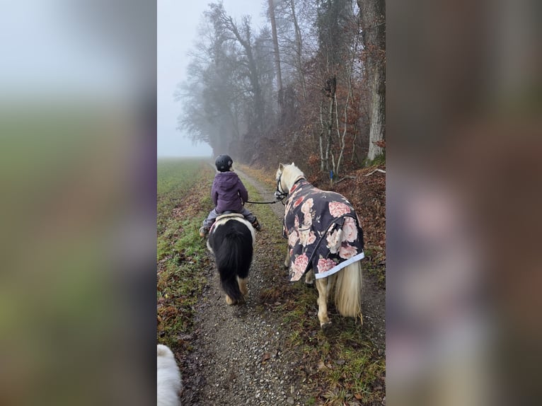 Welsh-A Wallach 18 Jahre 125 cm Schimmel in Basadingen