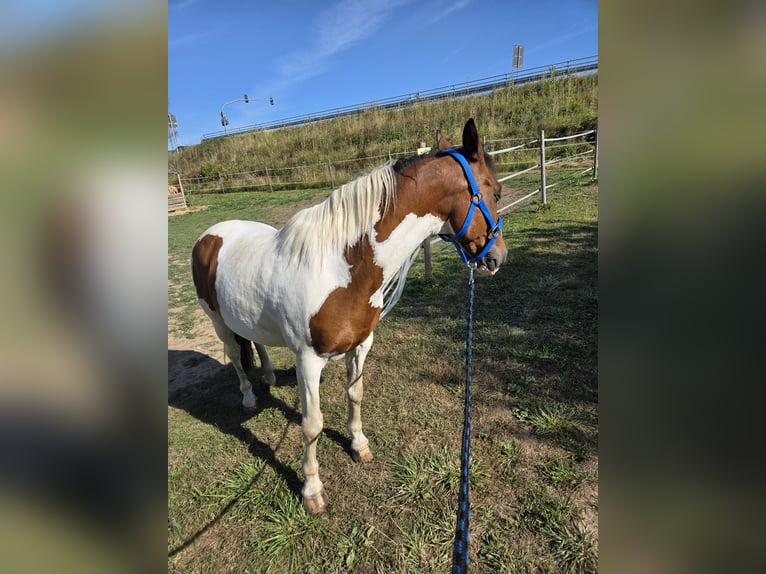 Welsh-A Wallach 18 Jahre 138 cm Schecke in Frankfurt am Main