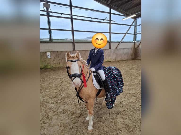 Welsh-A Wallach 19 Jahre 110 cm Palomino in Malsfeld