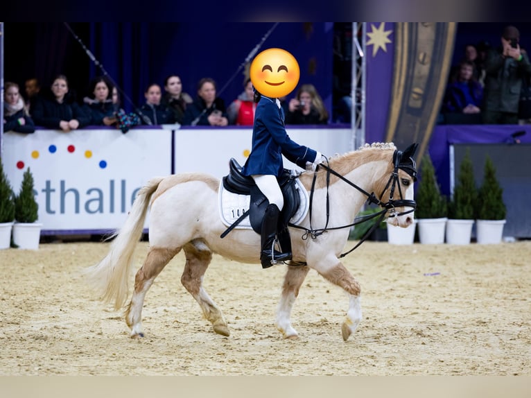Welsh-A Wallach 19 Jahre 110 cm Palomino in Malsfeld