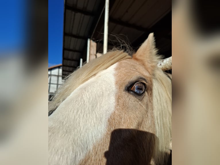 Welsh-A Wallach 19 Jahre 110 cm Palomino in Malsfeld