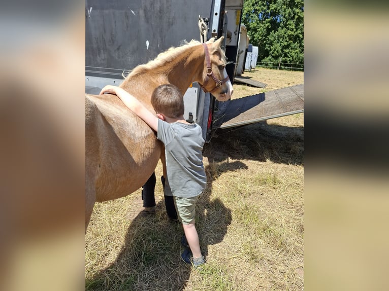 Welsh-A Wallach 19 Jahre 110 cm Palomino in Malsfeld