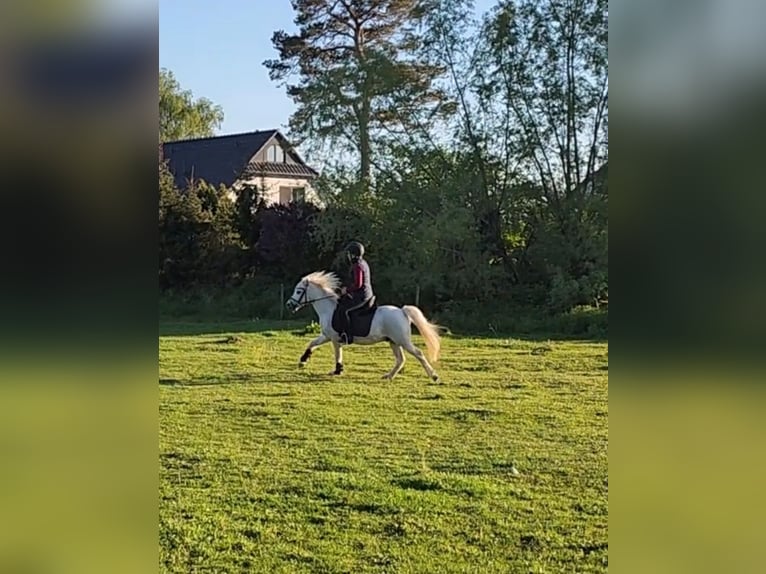 Welsh-A Wallach 19 Jahre 118 cm Schimmel in Dierhagen