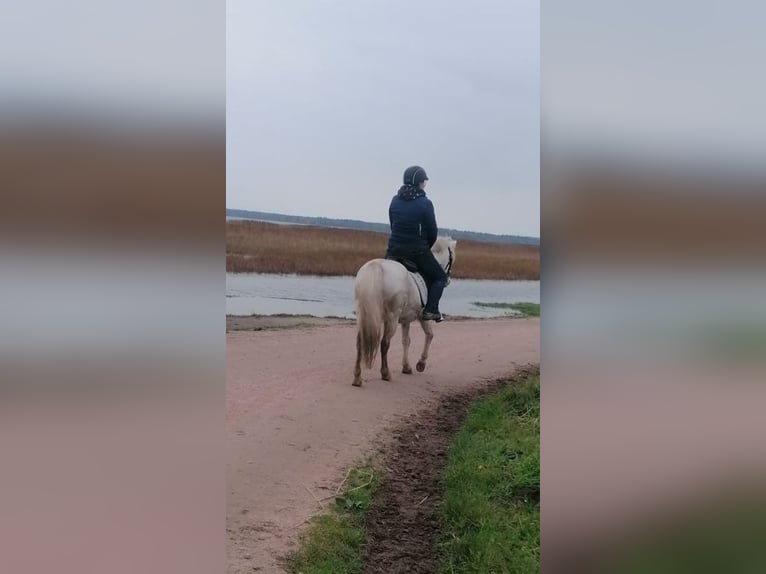 Welsh-A Wallach 19 Jahre 118 cm Schimmel in Dierhagen