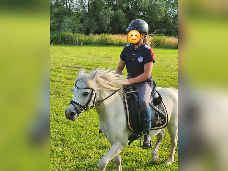 Welsh-A Wallach 19 Jahre 118 cm Schimmel in Dierhagen