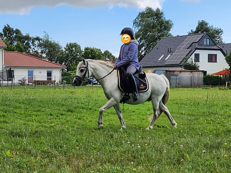 Welsh-A Wallach 19 Jahre 118 cm Schimmel in Dierhagen