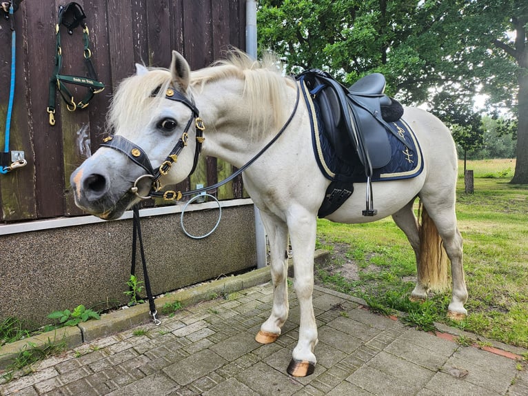 Welsh-A Wallach 19 Jahre 118 cm Schimmel in Dierhagen