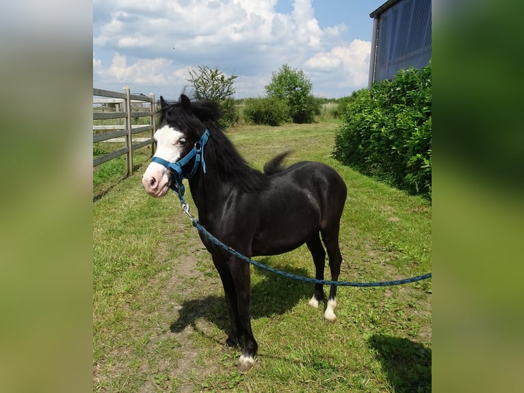 Welsh-A Wallach 1 Jahr 110 cm Falbe in Paliseul