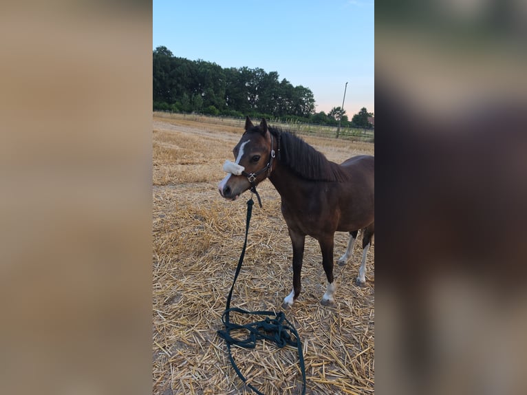 Welsh-A Wallach 1 Jahr 114 cm Brauner in Drensteinfurt