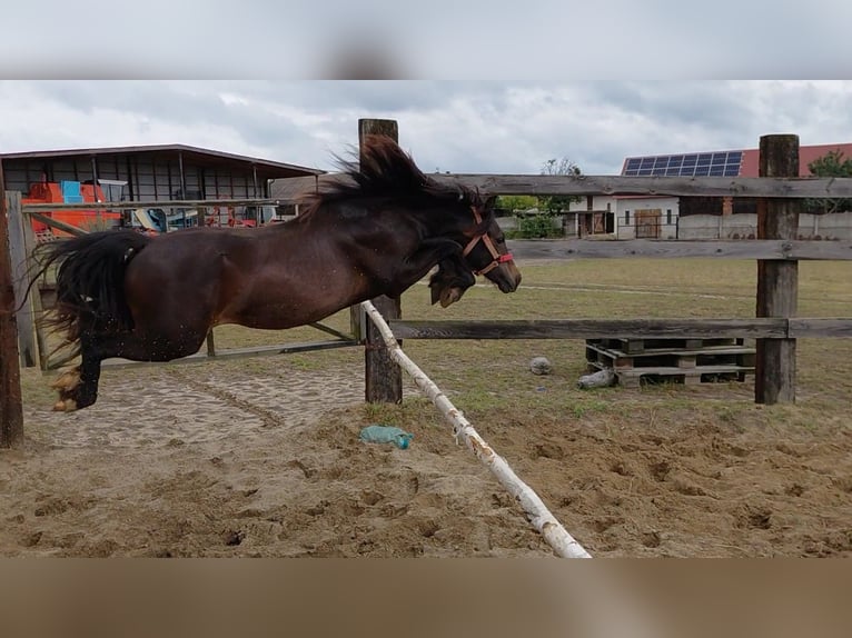 Welsh-A Wallach 1 Jahr 118 cm Schwarzbrauner in Florian&#xF3;w