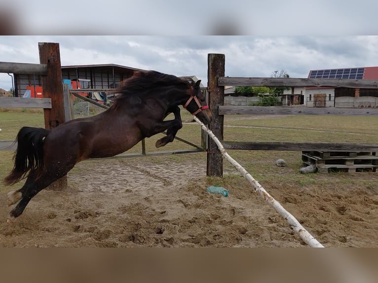Welsh-A Wallach 1 Jahr 118 cm Schwarzbrauner in Florian&#xF3;w