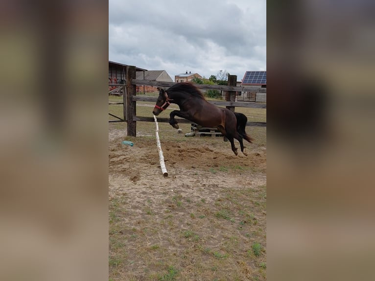 Welsh-A Wallach 1 Jahr 118 cm Schwarzbrauner in Florian&#xF3;w