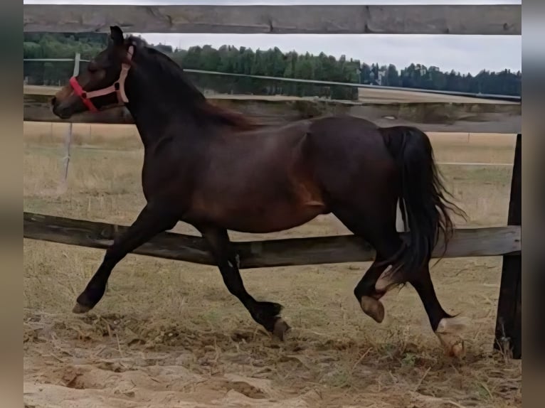 Welsh-A Wallach 1 Jahr 118 cm Schwarzbrauner in Florian&#xF3;w
