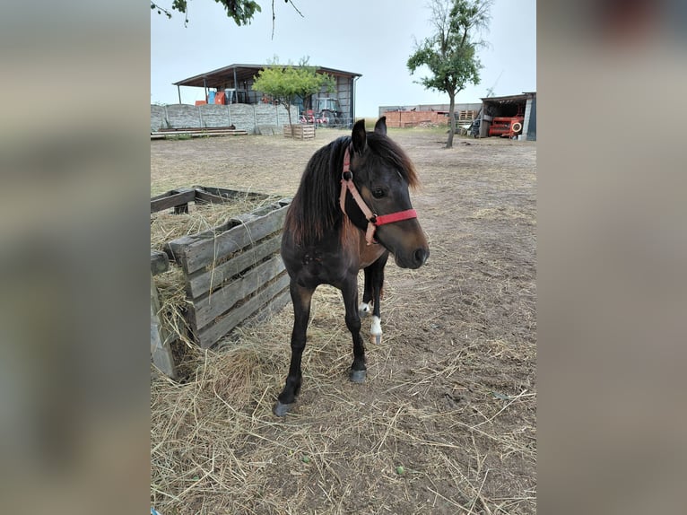 Welsh-A Wallach 1 Jahr 118 cm Schwarzbrauner in Florian&#xF3;w