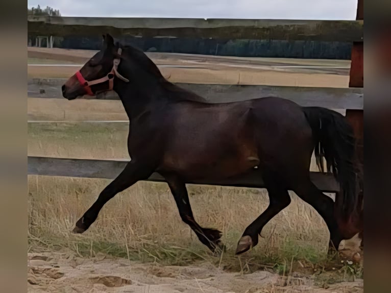 Welsh-A Wallach 1 Jahr 118 cm Schwarzbrauner in Florian&#xF3;w
