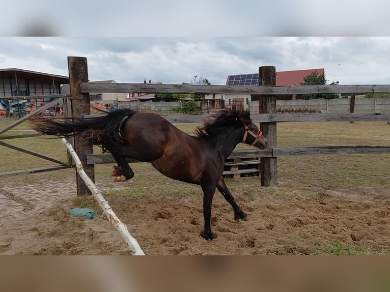 Welsh-A Wallach 1 Jahr 118 cm Schwarzbrauner in Florian&#xF3;w