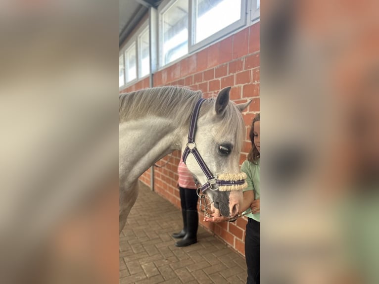 Welsh-A Wallach 20 Jahre 120 cm Schimmel in Ehrenburg