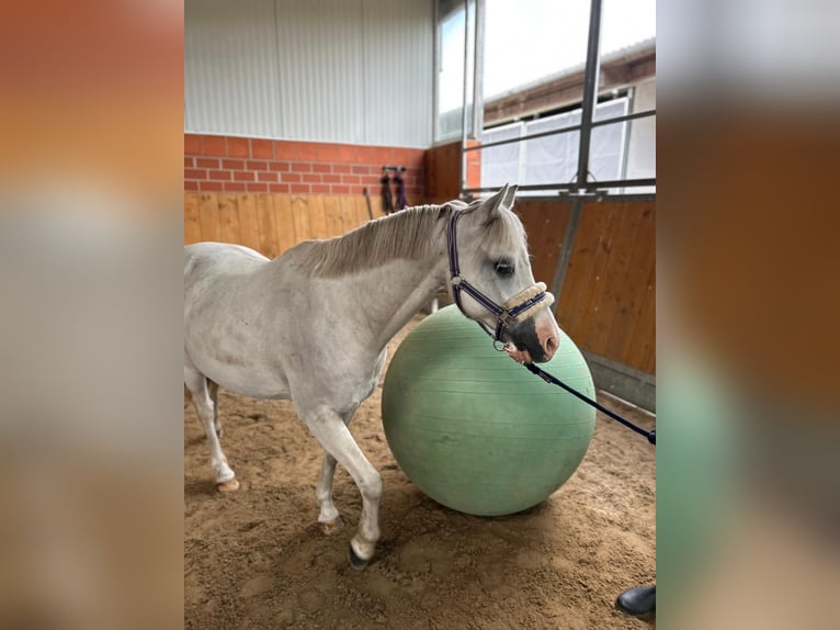 Welsh-A Wallach 20 Jahre 120 cm Schimmel in Ehrenburg