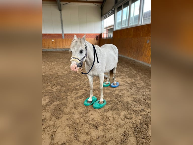 Welsh-A Wallach 20 Jahre 120 cm Schimmel in Ehrenburg